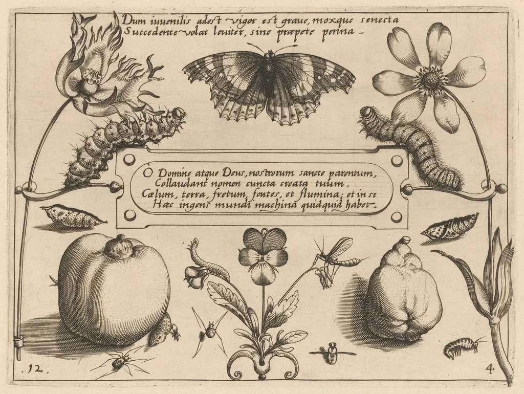 Archetypa studiaque patris Georgii Hoefnagelii [Part 4, Plate 12], by Jacob Hoefnagel, ink, 1592
