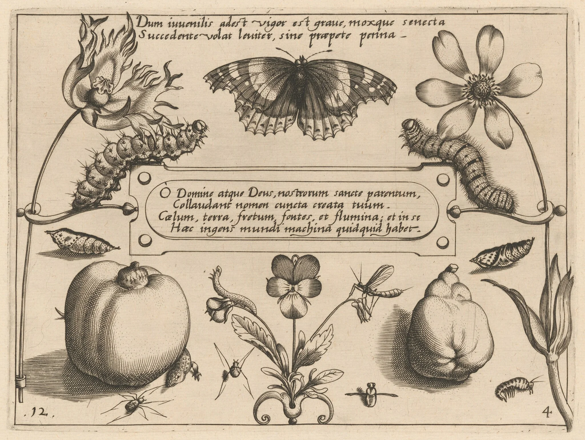 Archetypa studiaque patris Georgii Hoefnagelii [Part 4, Plate 12], detail