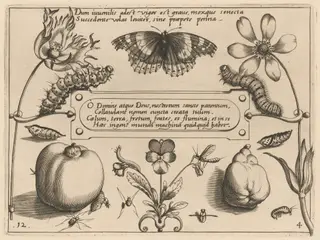 Archetypa studiaque patris Georgii Hoefnagelii [Part 4, Plate 12], by Jacob Hoefnagel, ink, 1592