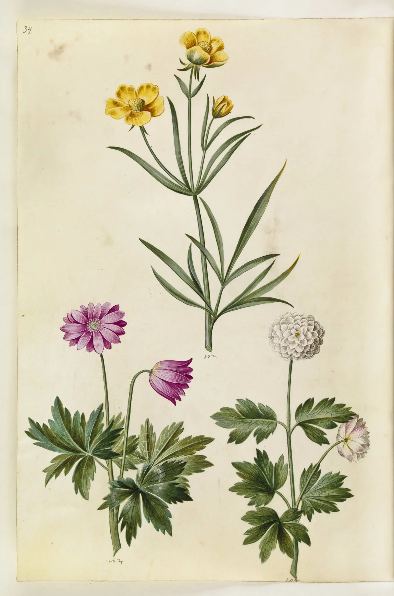 Ranunculus illyricus (steppe-ranunkel); Anemone nemorosa (hvid anemone), detail