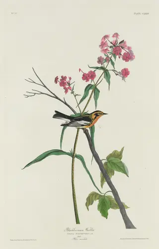 Blackburnian Warbler, by Havell, Jr., Robert, ink, 1832