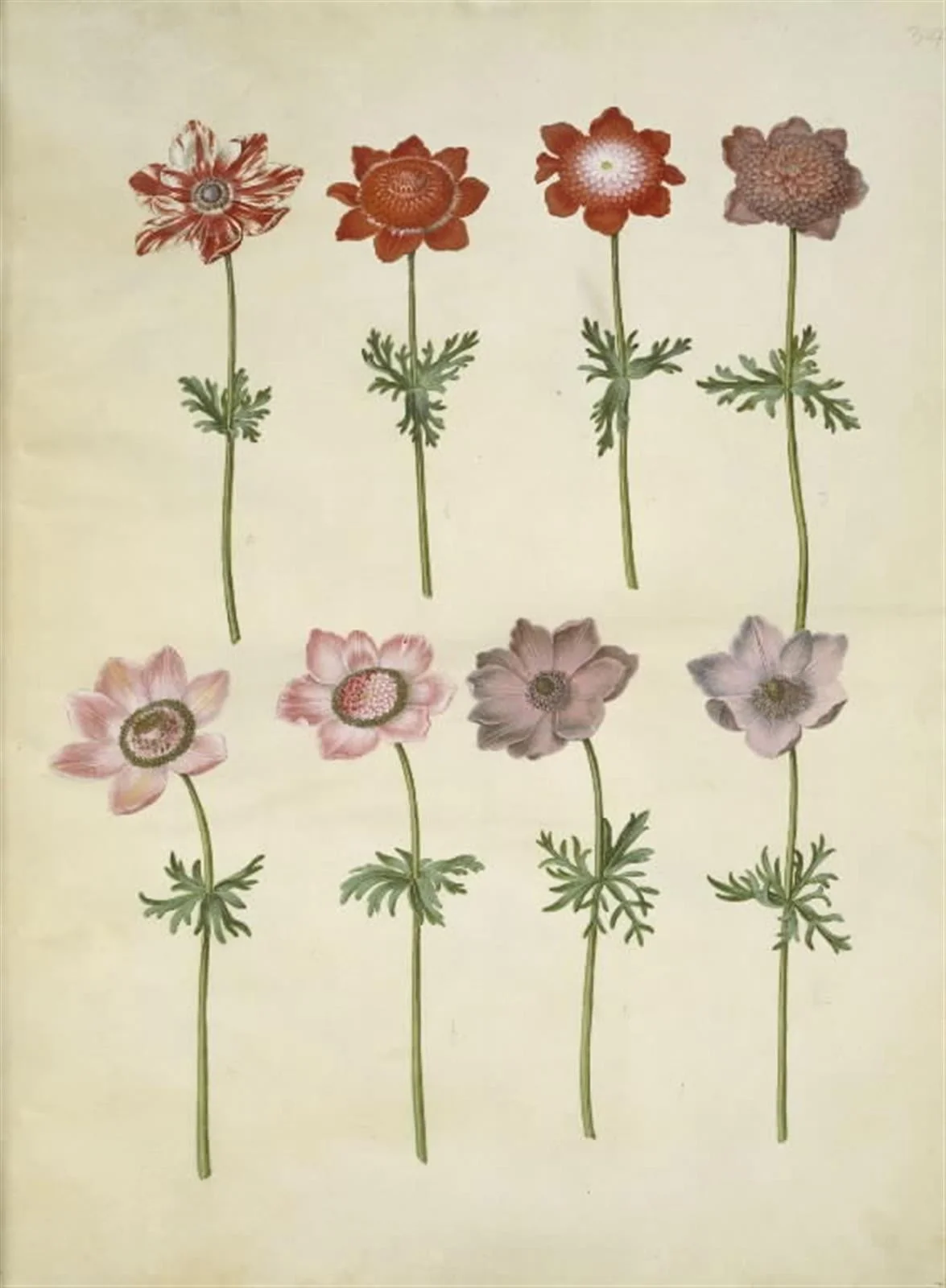 Anemone coronaria (fransk anemone), detail