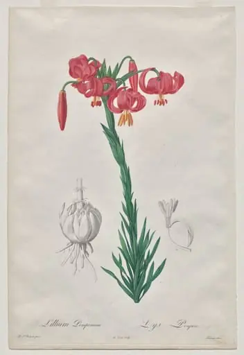 Lillium Pomponium (Turban Lily), plate 7 from Les Liliacées, by De Gouy