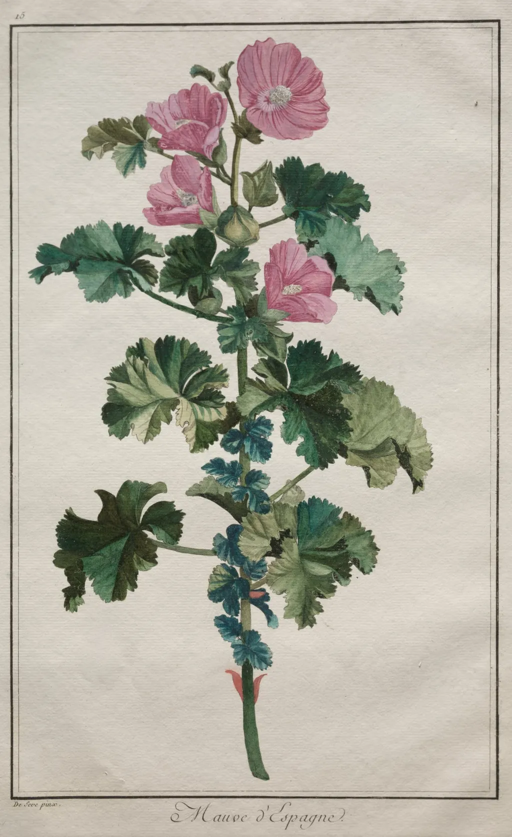 Recueil de vingtquatre plantes et fleurs: Mallow, by de Seve, 1772