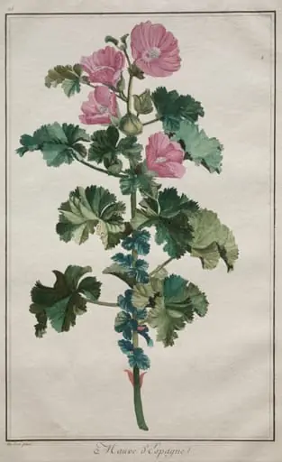 Recueil de vingtquatre plantes et fleurs: Mallow, by de Seve