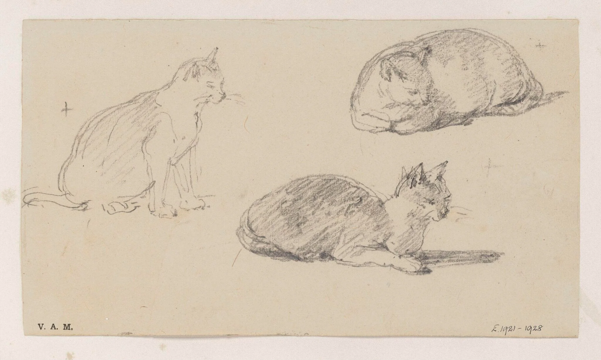 Three drawings of a cat, detail