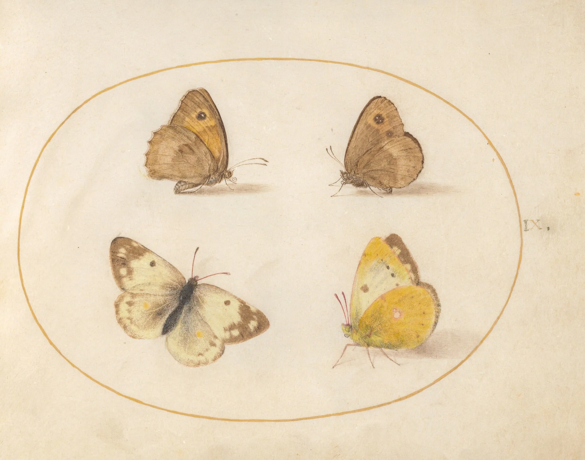Plate 9: Meadow Brown, Gatekeeper, Clouded Yellow, and Bath White Butterflies, detail
