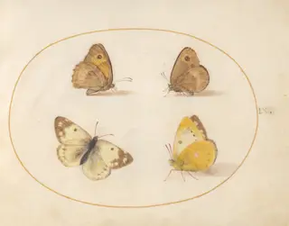 Plate 9: Meadow Brown, Gatekeeper, Clouded Yellow, and Bath White Butterflies, by Joris Hoefnagel, gouache, 1594