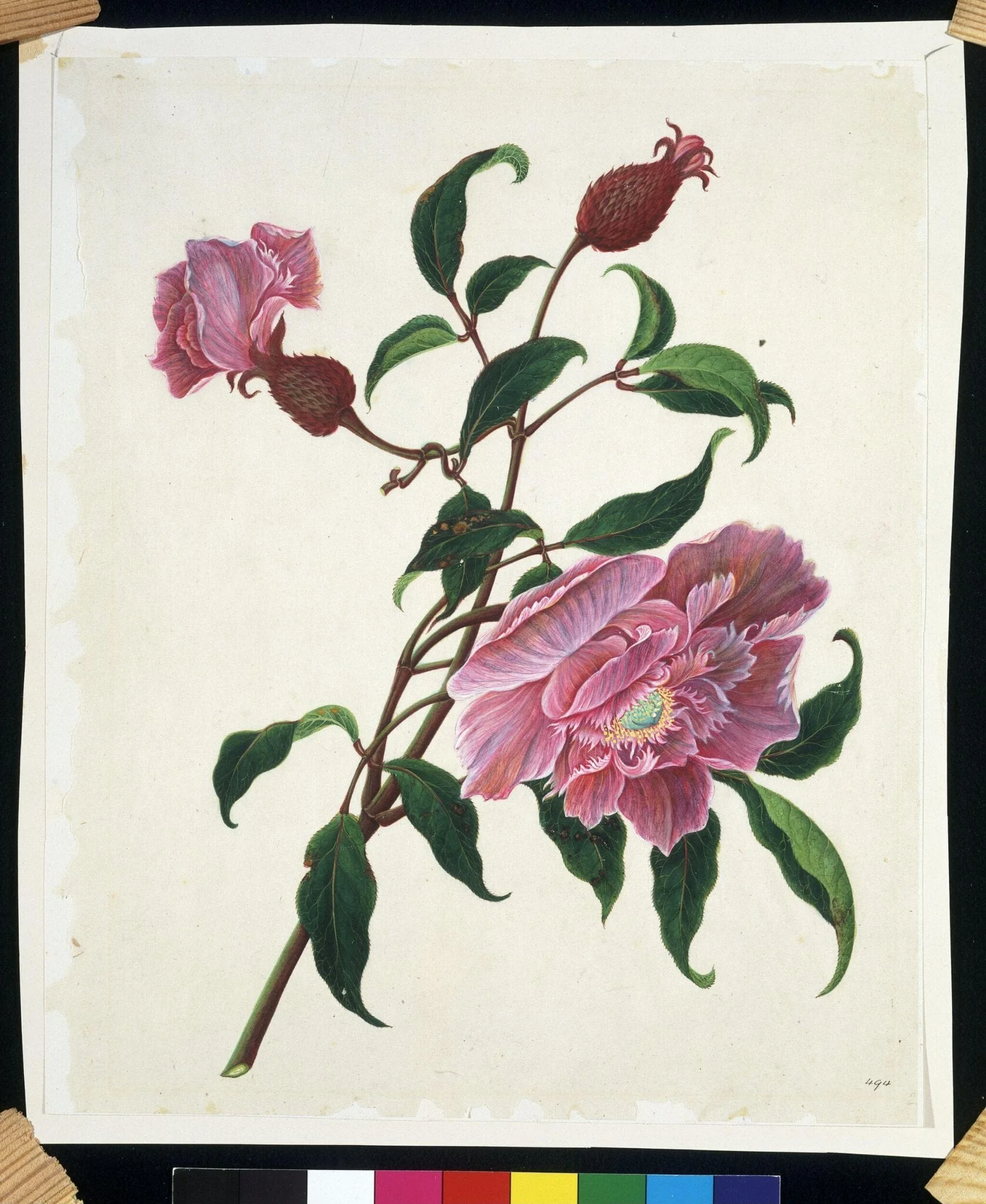 Chinese rose, detail