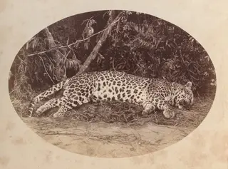 Dead Leopard