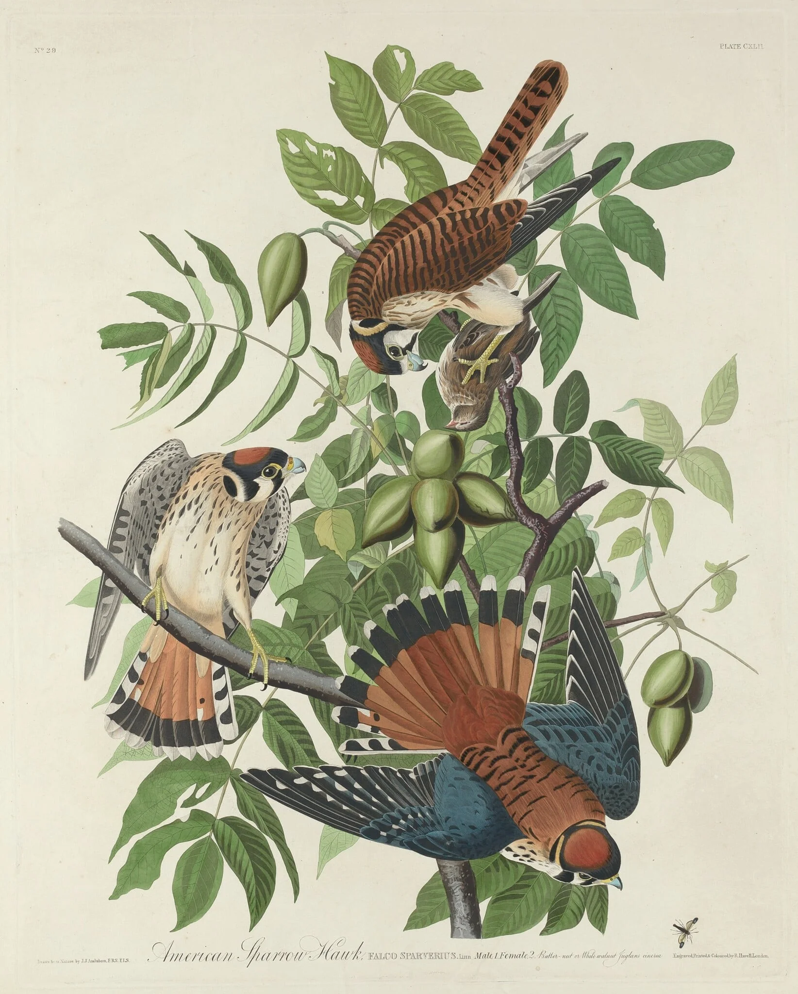 American Sparrow Hawk, detail