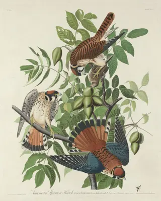 American Sparrow Hawk, by Havell, Jr., Robert, ink, 1832