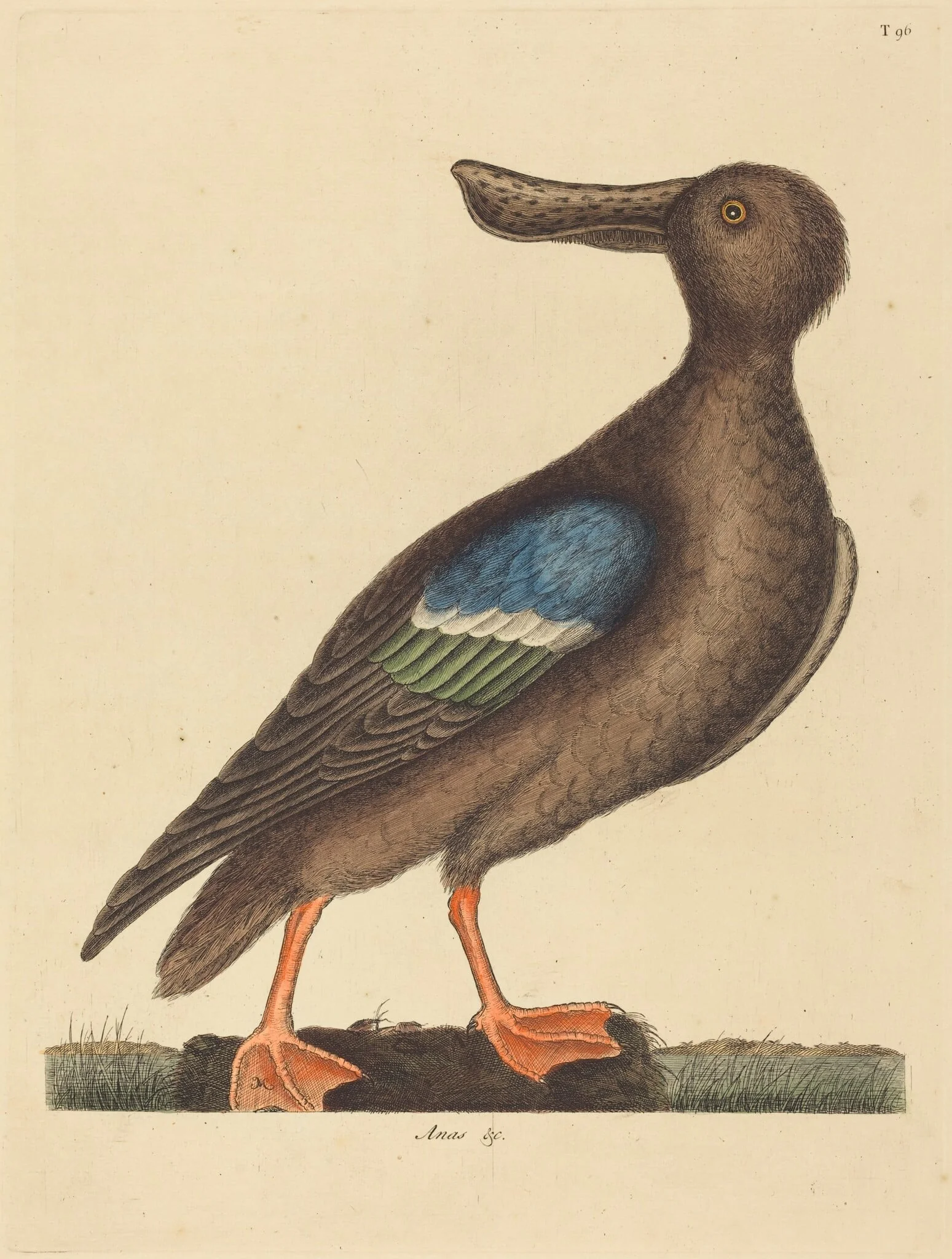 The Blue Winged Shoveler (Anas clypeata foemina), detail