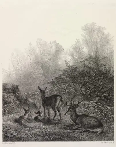 Deer at Rest