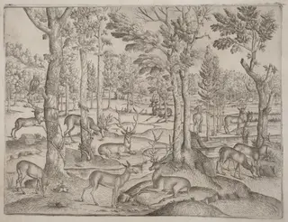 Deer in the Forest