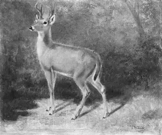 Deer—Sketch from Nature, by Arthur Fitzwilliam Tait