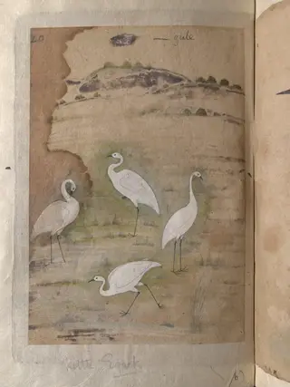 Depictions of a Bar-headed goose and four Little egrets