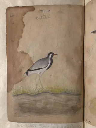 Depictions of a Dalmatian pelican and a Red-wattled plover or lapwing, 1820