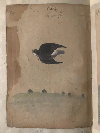Depictions of a Green pigeon (?) and a Common house-swift of Northern India