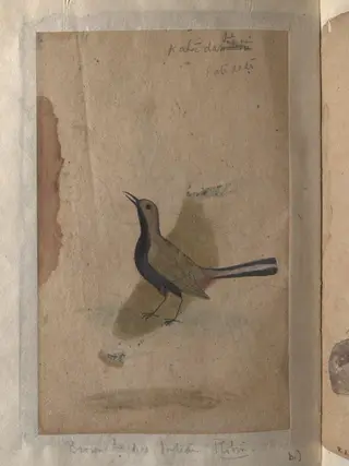 Depictions of a India pitta and Brown-backed Indian robin of Northern India