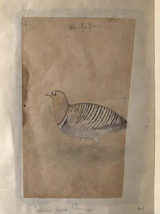 Depictions of a Indian house-sparrow and a Painted sand-grouse (male) of Northern India
