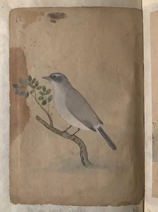 Depictions of a Indian spotted dove and a Common Indian wood-shrike of Northern India