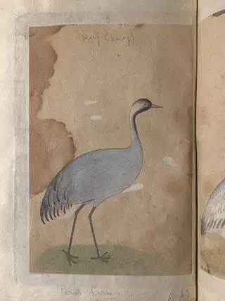 Depictions of a Sarus crane and Parus crane