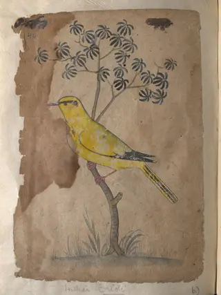 Depictions of a Shikra and a Indian oriole of Northern India