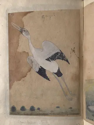 Depictions of a Spur-winged plover and Open-billed stork of Northern India,