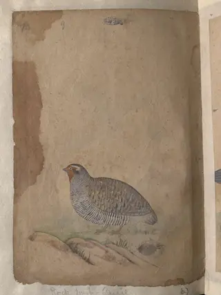 Depictions of a (unfinished drawing) and a Rock bush-quail of Northern India