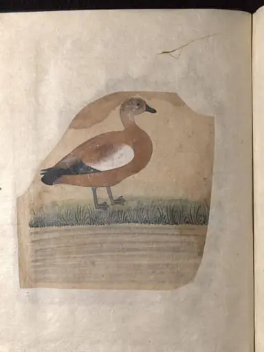Depictions of a White wagtail and a Brahminy duck of Northern India