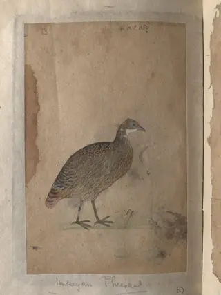 Depictions of Chukor partridge and Impeyan pheasant of Northern India