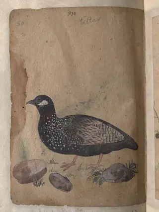 Depictions of Common (or grey) quail and a Black partridge of Northern India