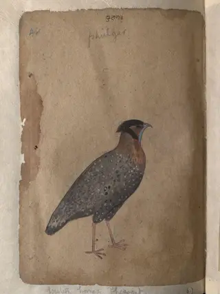 Depictions of Impeyan pheasant (male) and a Western horned pheasant of Northern India