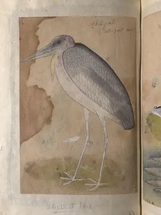 Depictions of Night heron (male) and Adjutant bird of Northern India