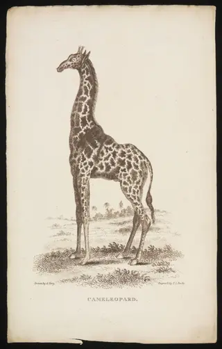 CAMELEOPARD., by Thomas Lord Busby, 1810