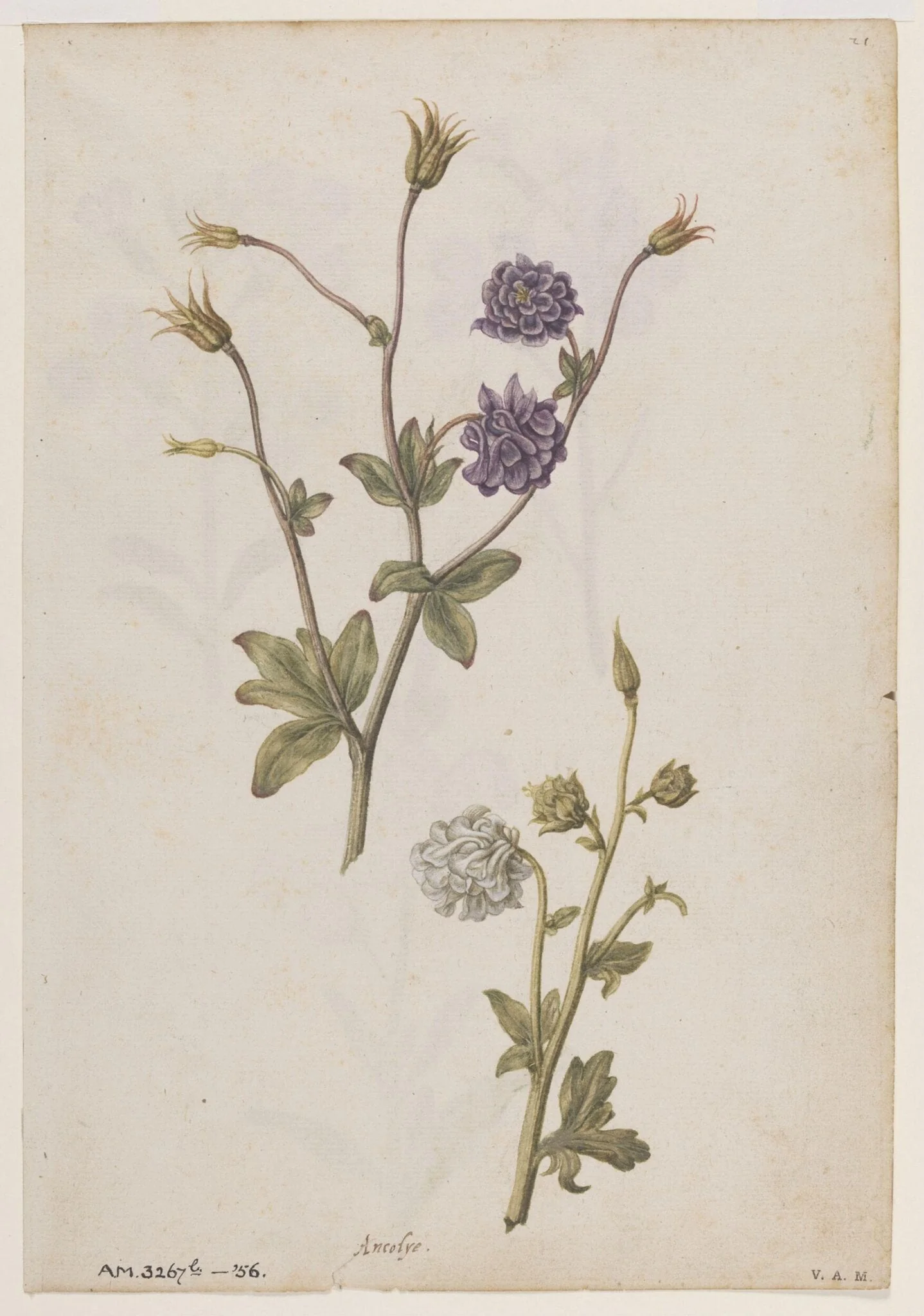 Columbine; Gilliflower, detail