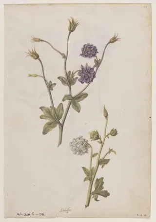 Columbine; Gilliflower, by Jacques Le Moyne de Morgues, watercolor, 1568