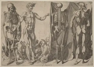 Squelettes et Ecorches, by Domenico del Barbiere, ink, 1542