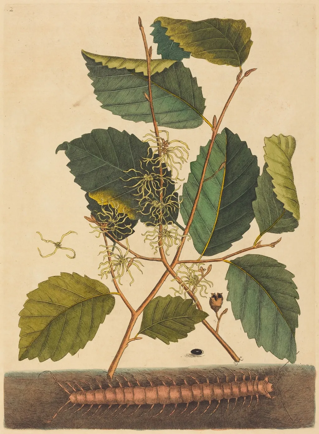 Centipede (Scolopendra morsitans), by Mark Catesby, ink, 1737