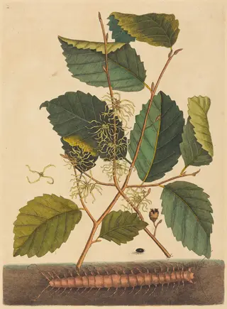 Centipede (Scolopendra morsitans), by Mark Catesby, ink, 1737