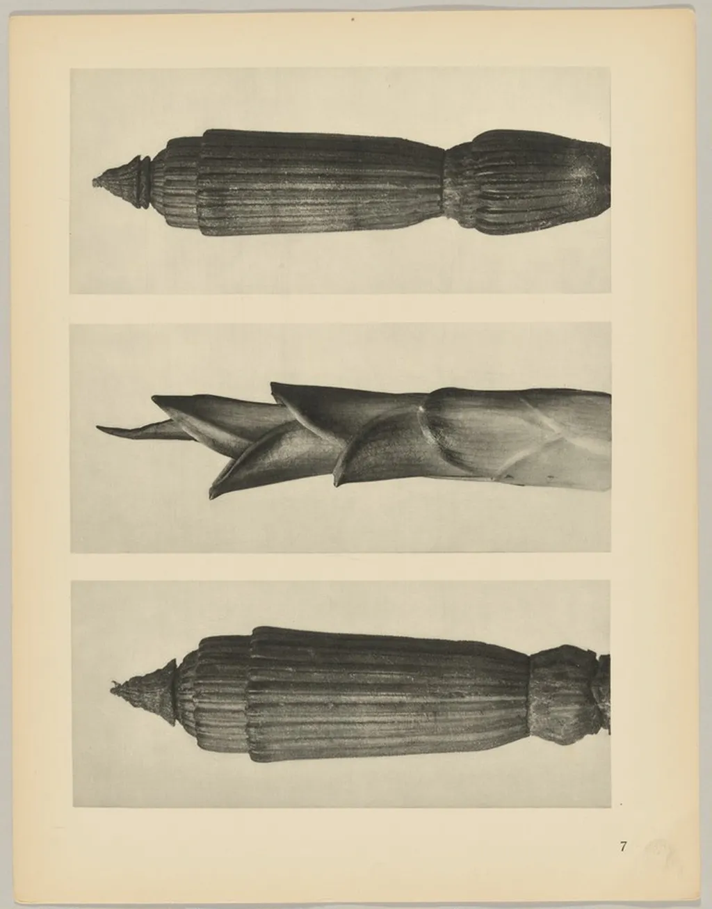 a Equisetum hiemale; b Hosta japonica; c Equisetum hiemale, by Karl Blossfeldt, 1928
