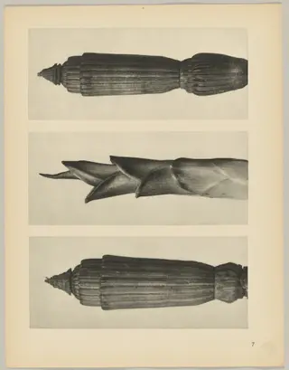 a Equisetum hiemale; b Hosta japonica; c Equisetum hiemale, by Karl Blossfeldt, 1928
