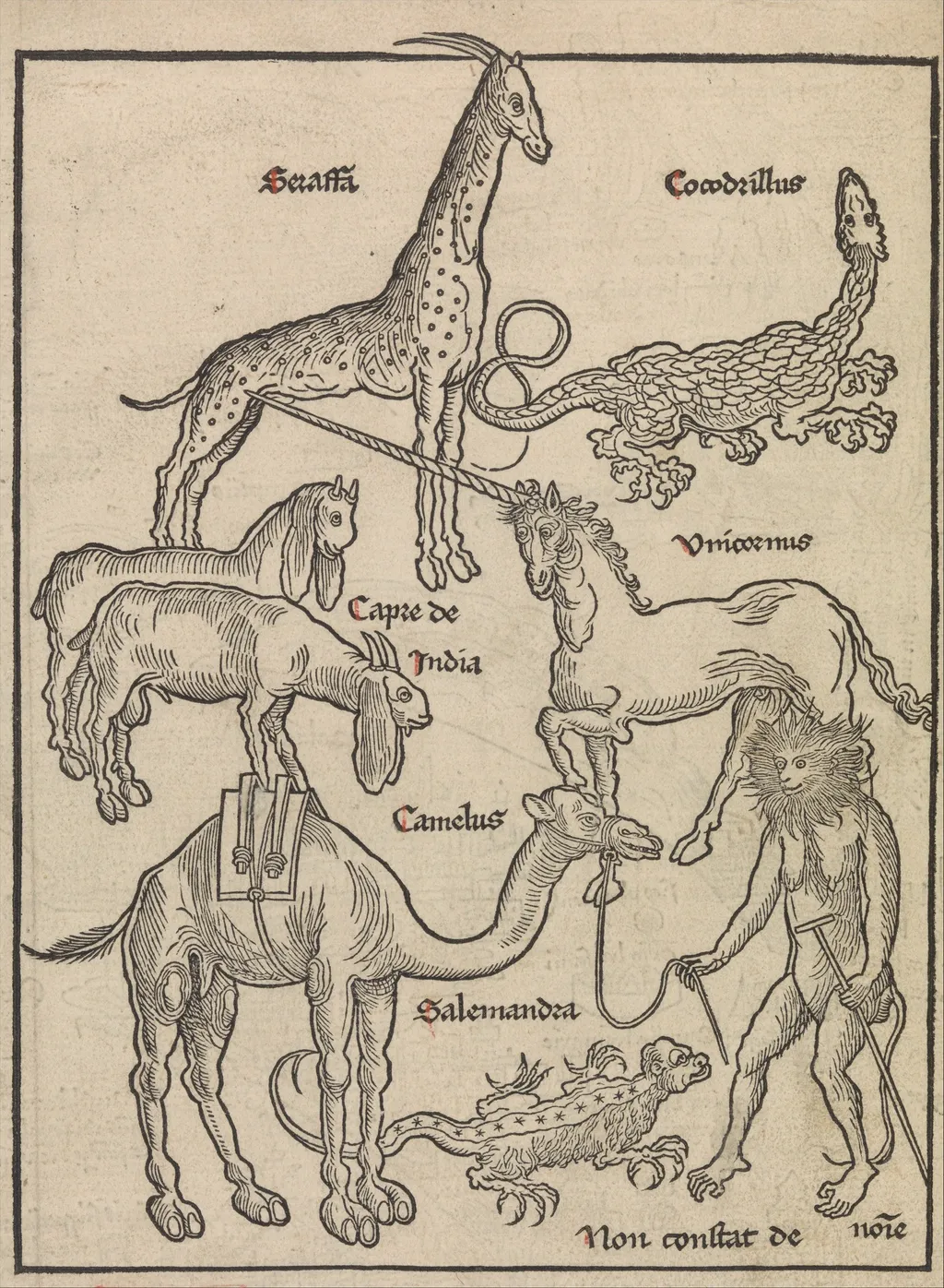 Animals of the Holy Land, by Erhard Reuwich, unspecified, 1494