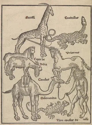 Animals of the Holy Land, by Erhard Reuwich, unspecified, 1494
