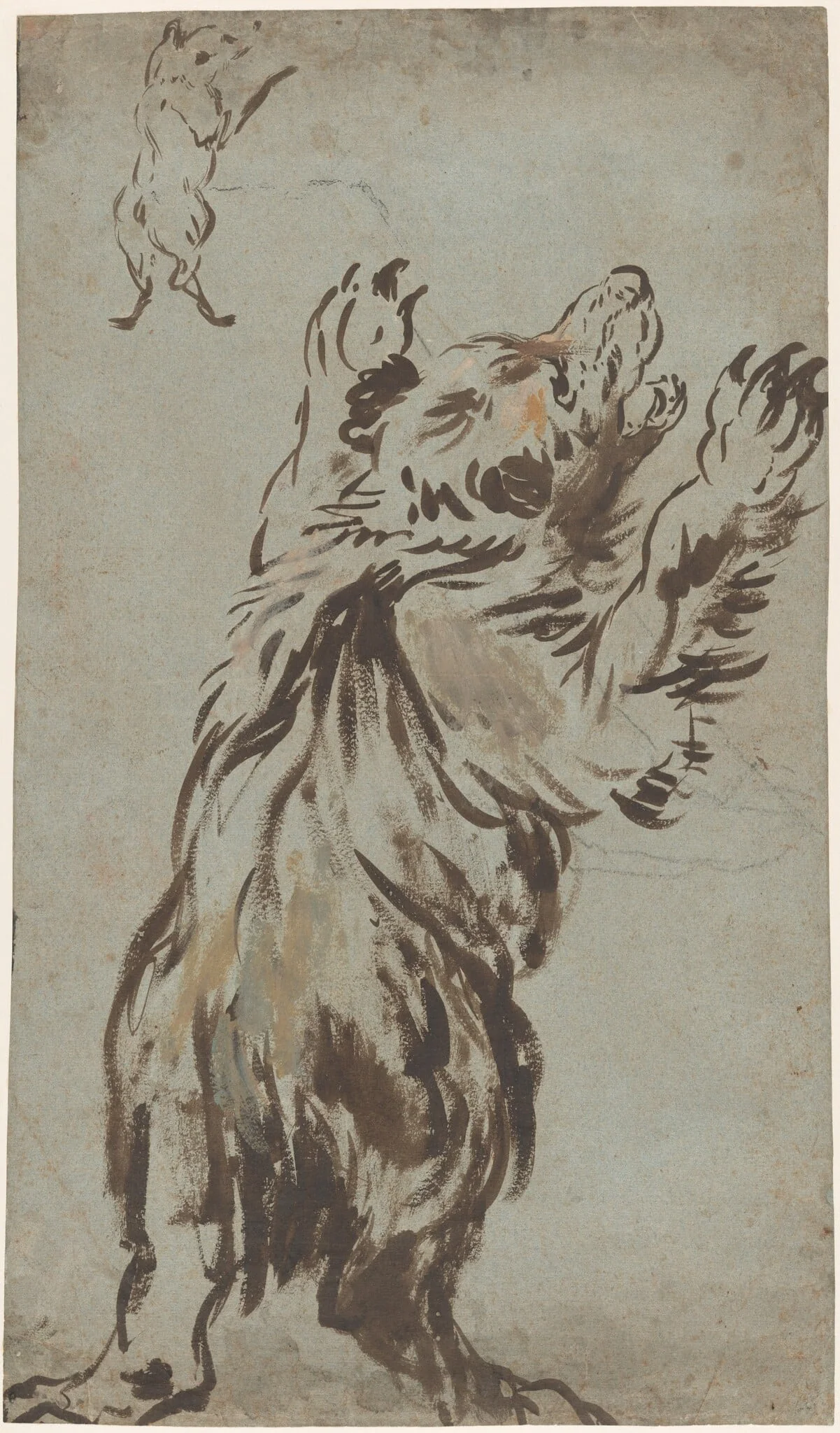 Studies of a Bear, detail