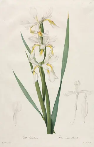 Gold-banded Iris, by Henry Joseph Redouté, 1812