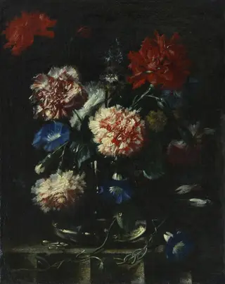 Dianthus