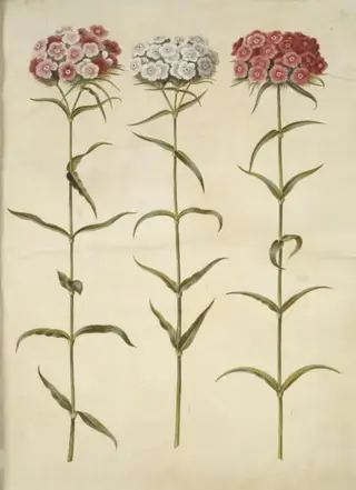 Dianthus barbatus (studenter-nellike), 1654
