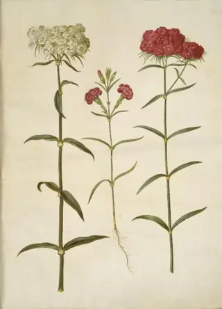 Dianthus barbatus (studenter-nellike); Dianthus (art af nellike), 1654